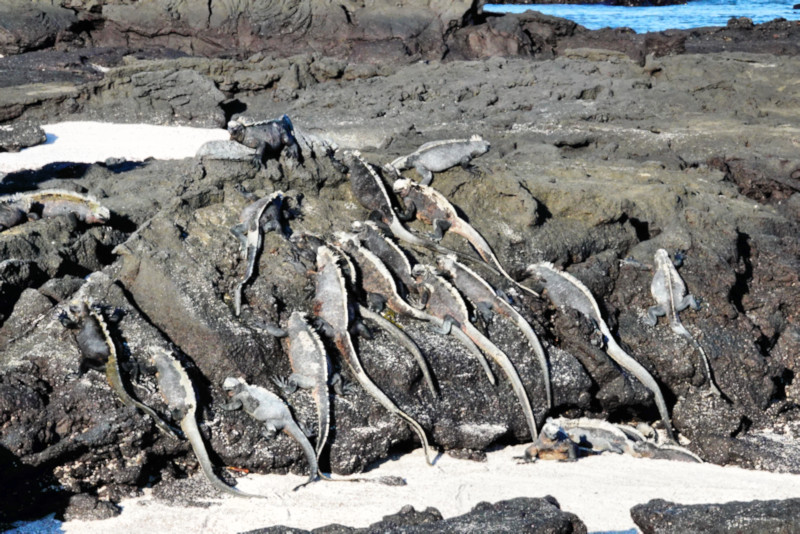 Fernandina Island, Galapagos