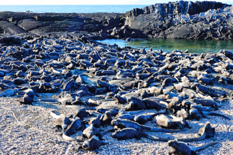 Fernandina Island, Galapagos