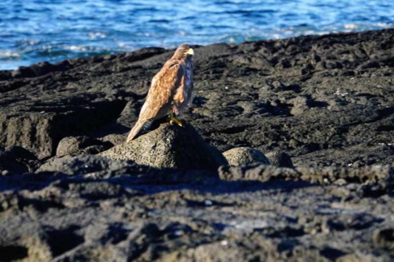 Galapagos Hawk