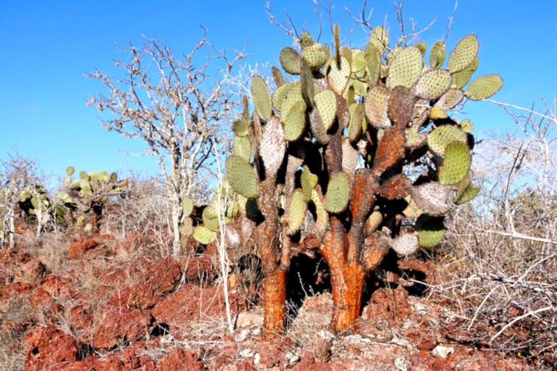 Santiago, Galapagos Islands