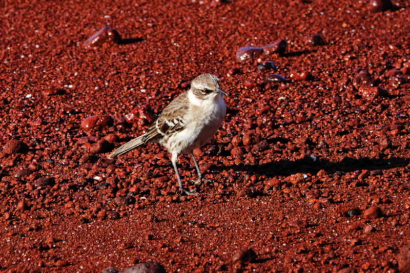 Mockingbird, Santiago, Galapagos Islands