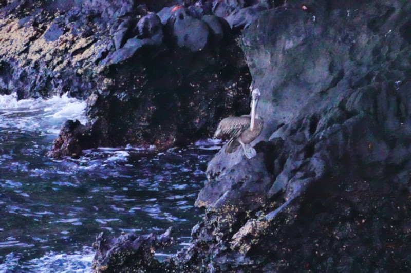 Galapagos Brown Pelican, Daphne Island