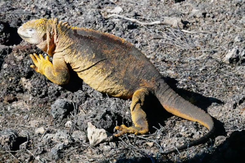 Land Iguana, South Plaza Island, Galapagos