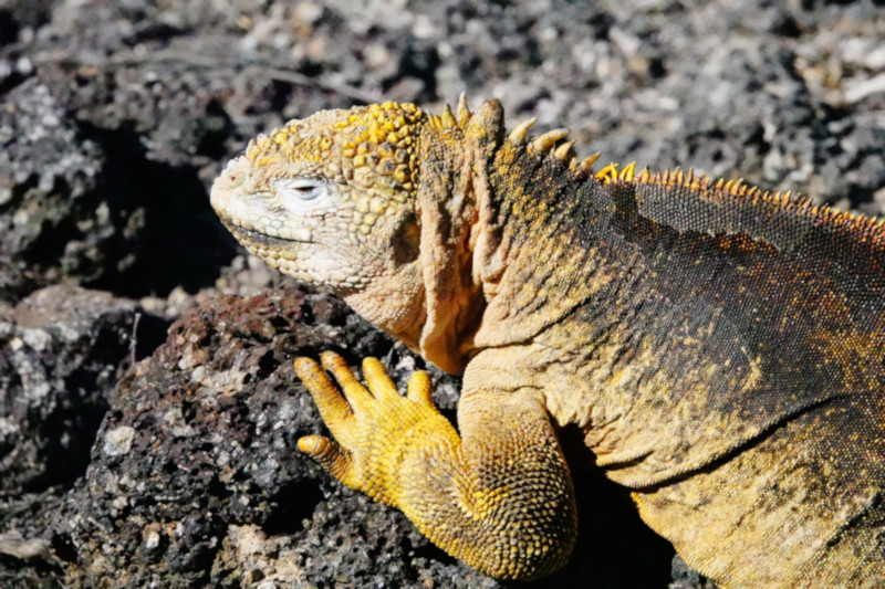 Land Iguana, South Plaza Island, Galapagos