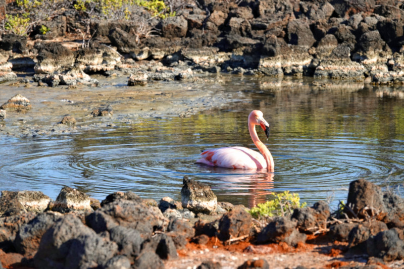 Floreana Island, Galapagos