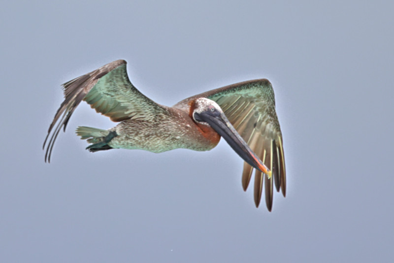 Galapagos Brown Pelican