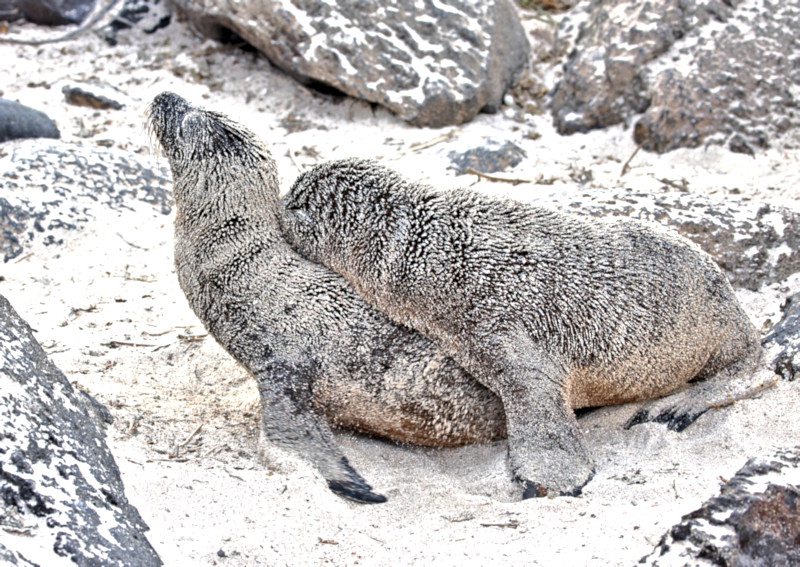 Galapagos Sea Lion