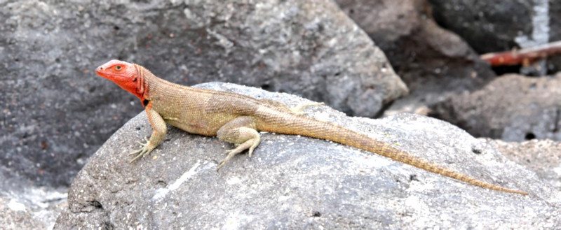 Lava Lizard