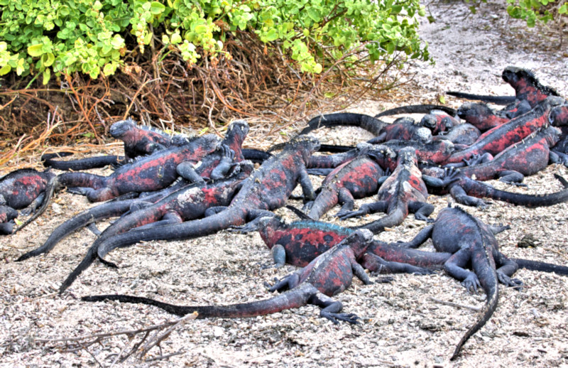 Marine Iguanas