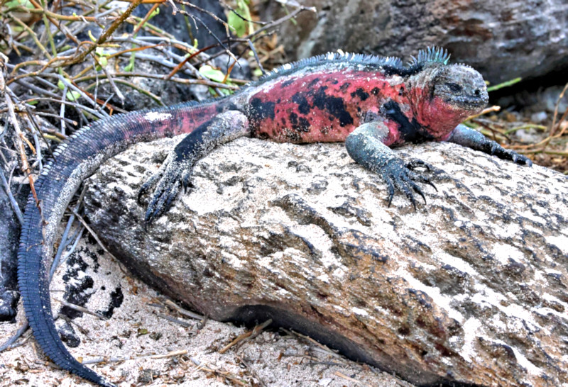 Marine Iguana