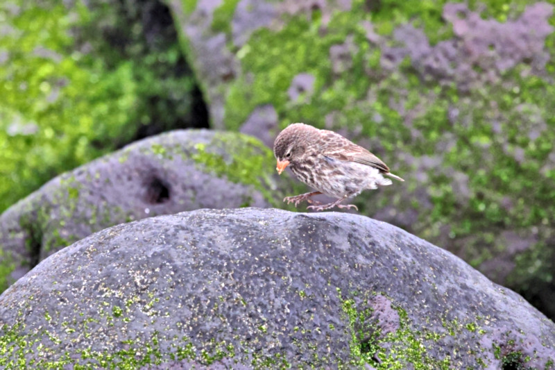 Small Ground Finch