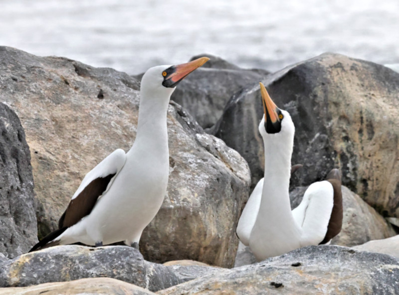 Nazca Boobies