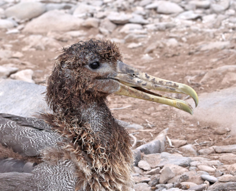 Espanola_Waved Albatross