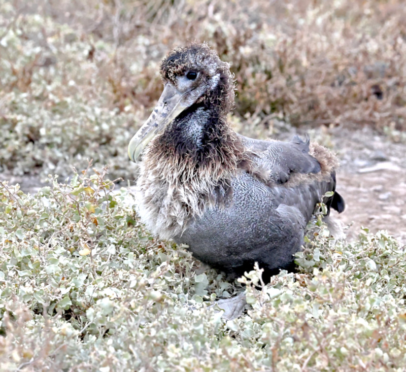 Espanola_Waved Albatross