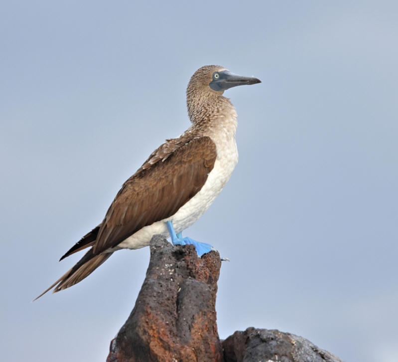 Floreana Island, Galapagos