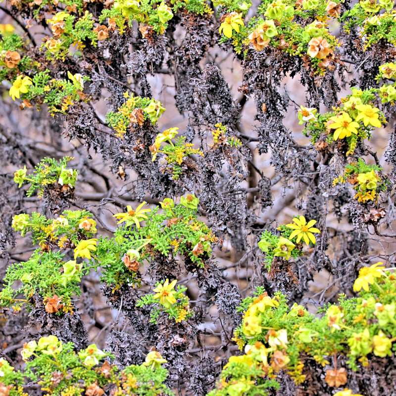 Floreana Island, Galapagos