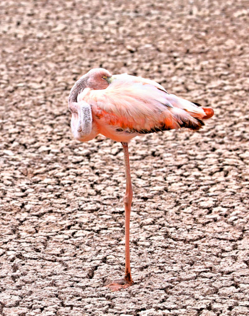 Floreana Island, Galapagos