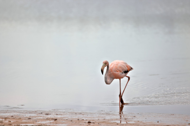 Floreana Island, Galapagos