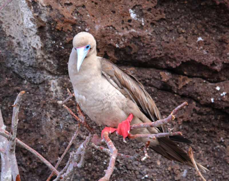 El Barranco_Red-footed Booby Sula sula