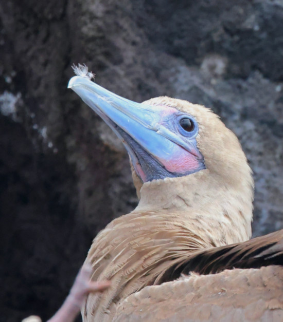 El Barranco_Red-footed Booby Sula sula