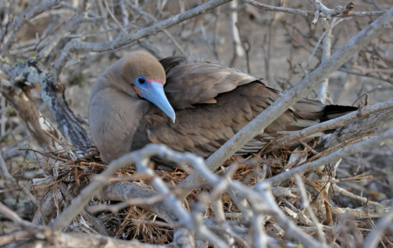 El Barranco_Red-footed Booby Sula sula