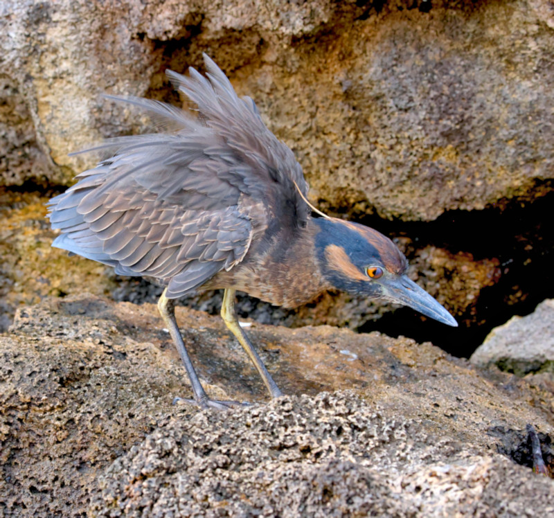 Yellow-crowned Night Heron