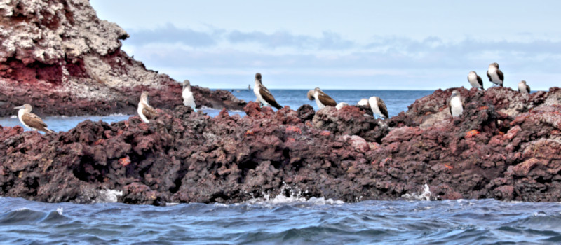 Blue-footed Boobies, Elizabeth Bay, Isabela Island