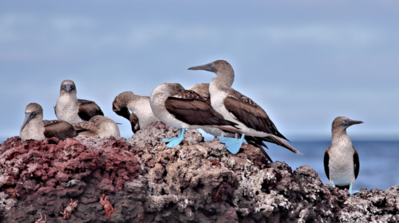 Blue-footed Boobies, Elizabeth Bay, Isabela Island