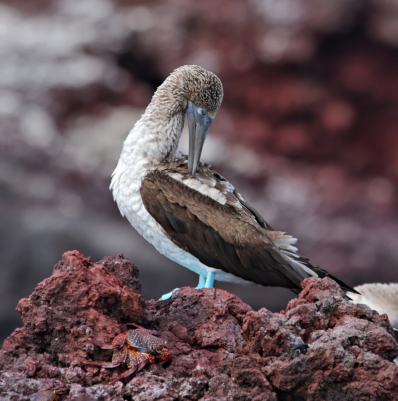 Blue-footed Booby, Elizabeth Bay, Isabela Island