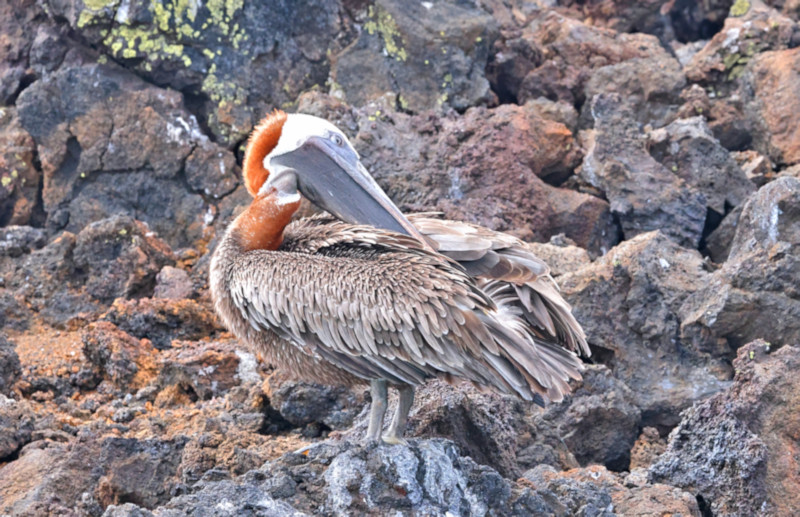 Galapagos Brown Pelican, Elizabeth Bay, Isabela Island