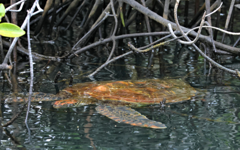 Green Sea Turtle, Elizabeth Bay, Isabela Island