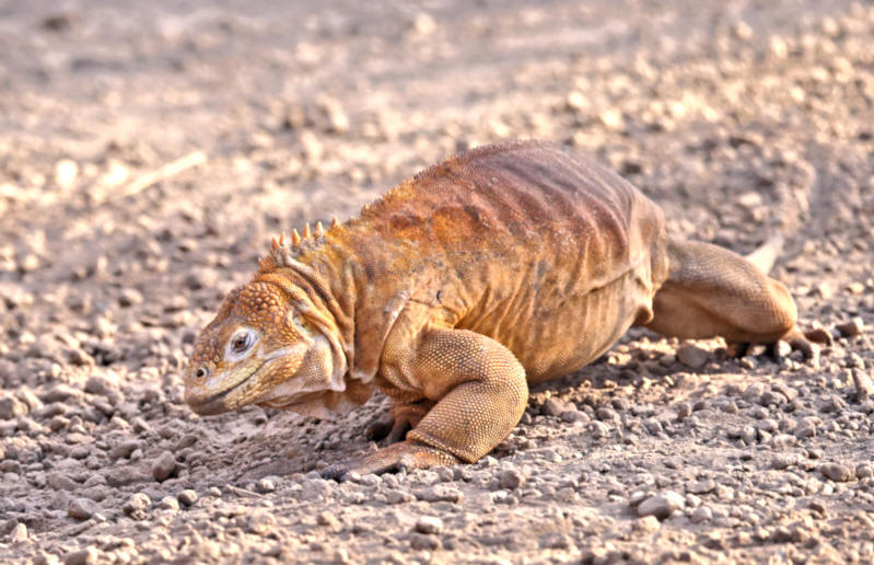 Land Iguana, Elizabeth Bay, Isabela Island