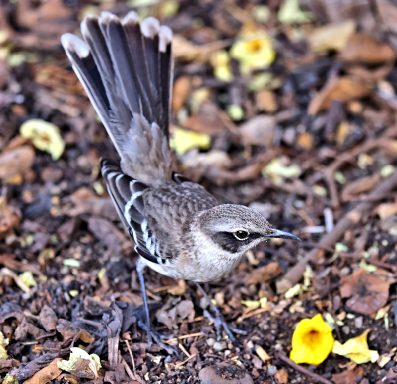 Galapagos Mockingbird, Elizabeth Bay, Isabela Island