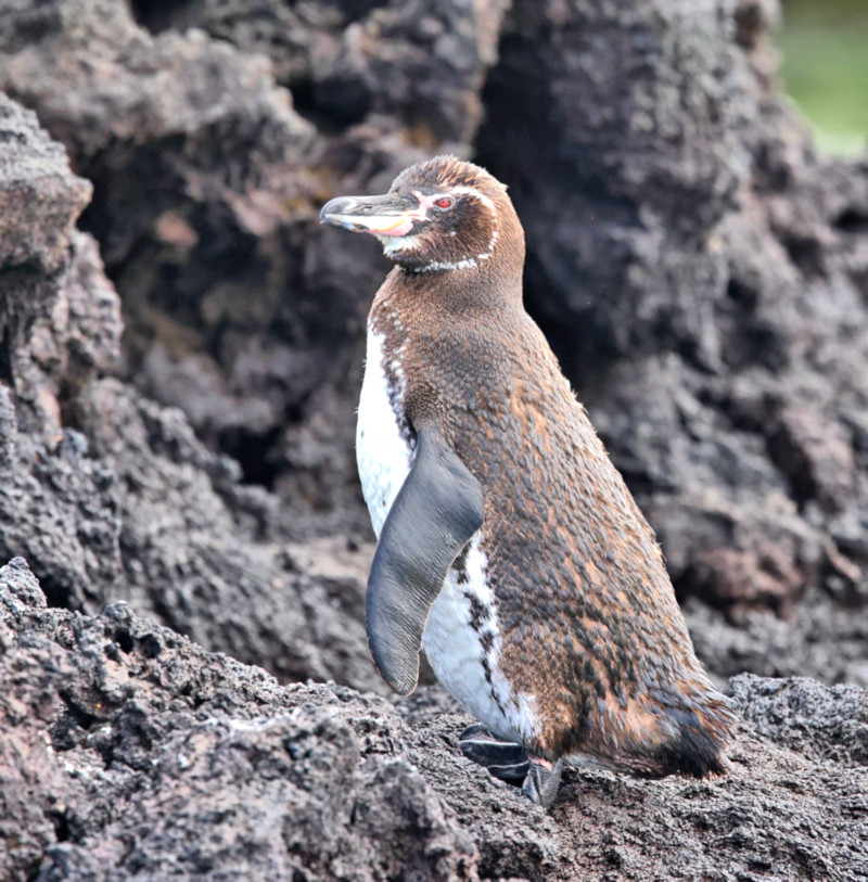 Galapagos Penguin, Elizabeth Bay, Isabela Island