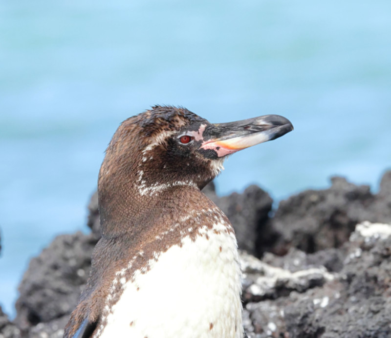 Galapagos Penguin, Elizabeth Bay, Isabela Island