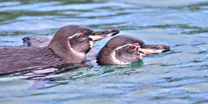 Galapagos Penguin, Elizabeth Bay, Isabela Island