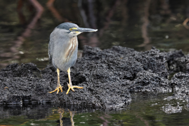 Yellow-Crowned Night Heron, Elizabeth Bay, Isabela Island