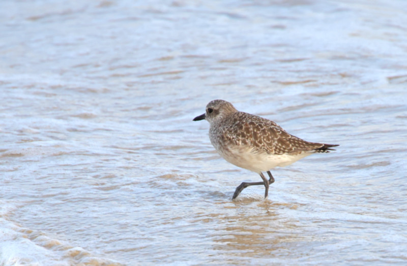 Black-bellied Plover at waterfront, Puerto Villamil, Marine Iguanas, Isabela Island, Galapagos