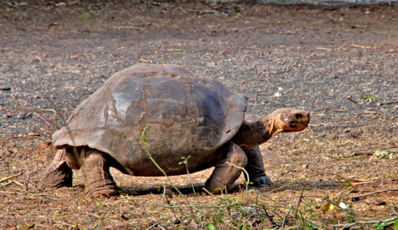 Arnold Tupiza Tortoise Breeding Center on Isabela Island, Galapagos