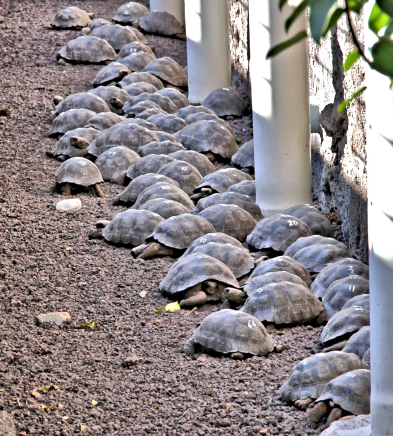 Arnold Tupiza Tortoise Breeding Center on Isabela Island, Galapagos