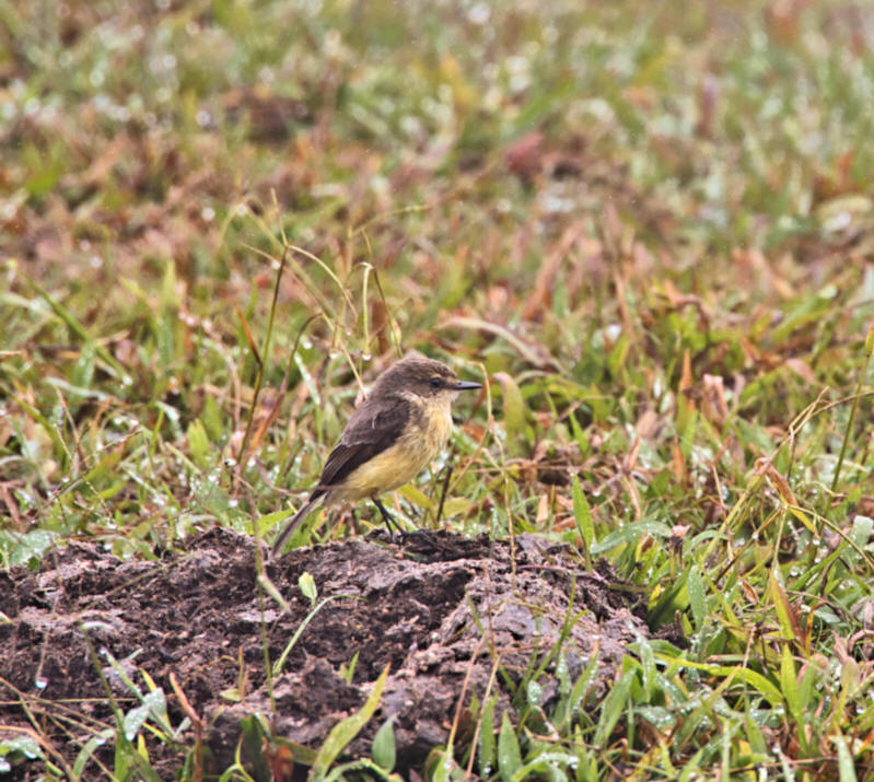 Galapagos Flycatcher, Near Puerto Villamil, Isabela Island