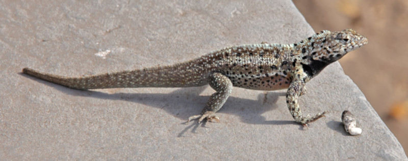 Lava Lizard, near Puerto Villamil, Isabela Island