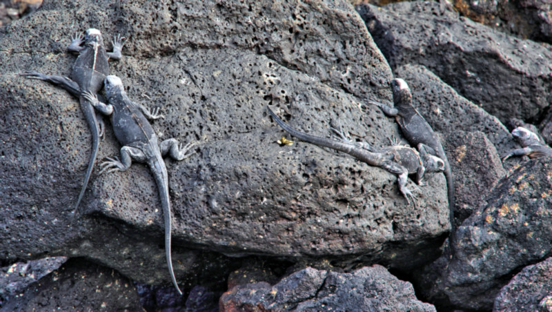 Marine Iguanas, Isabela Island, Galapagos