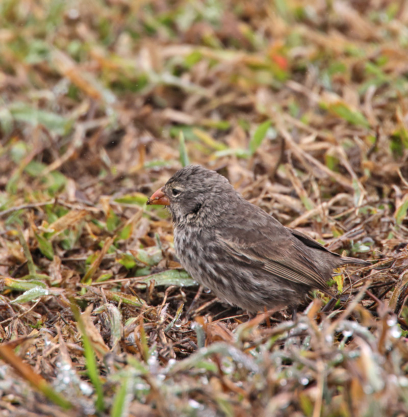 Medium Ground Finch, Near Puerto Villamil, Isabela Island