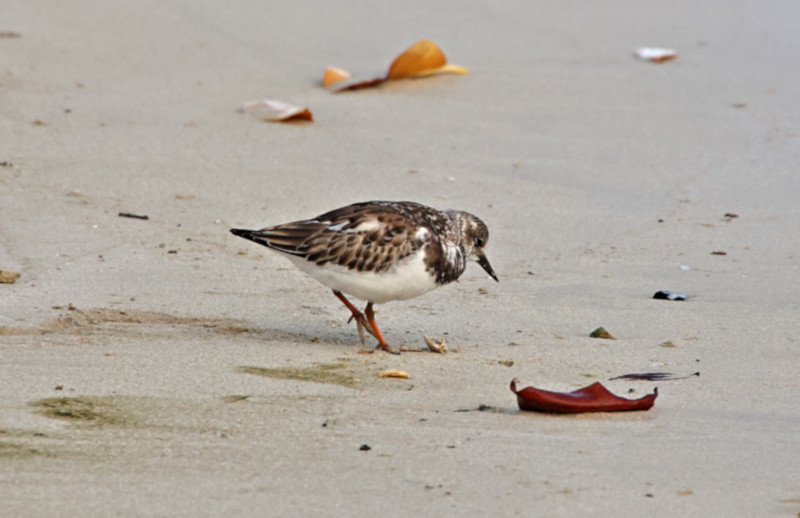 Ruddy Turnstone at waterfront, Puerto Villamil, Marine Iguanas, Isabela Island, Galapagos