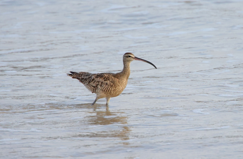 Whimbrel at waterfront, Puerto Villamil, Marine Iguanas, Isabela Island, Galapagos