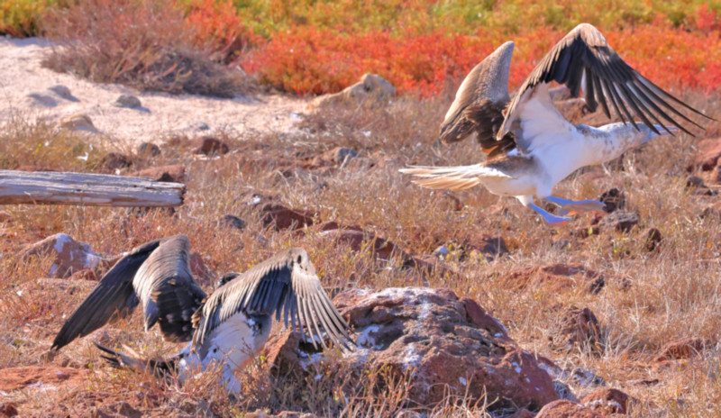 Blue-footed Boobies, North Seymour Island, Galapagos