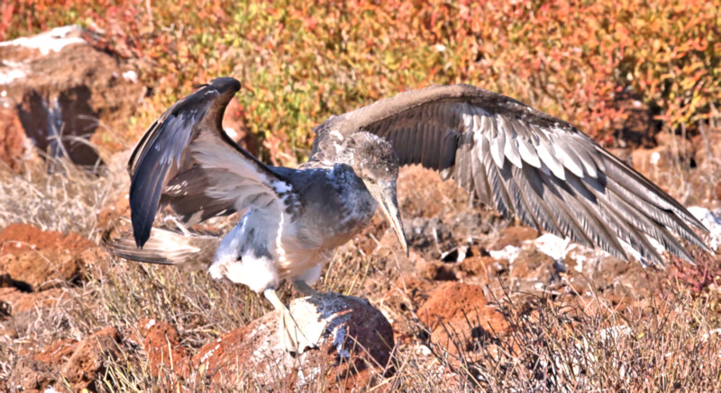 Blue-footed Boobies, North Seymour Island, Galapagos