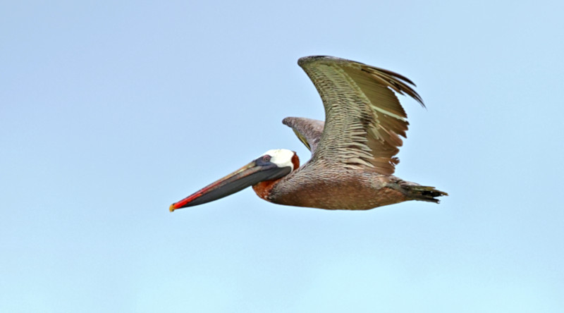 Galapagos Brown Pelican, North Seymour Island, Galapagos