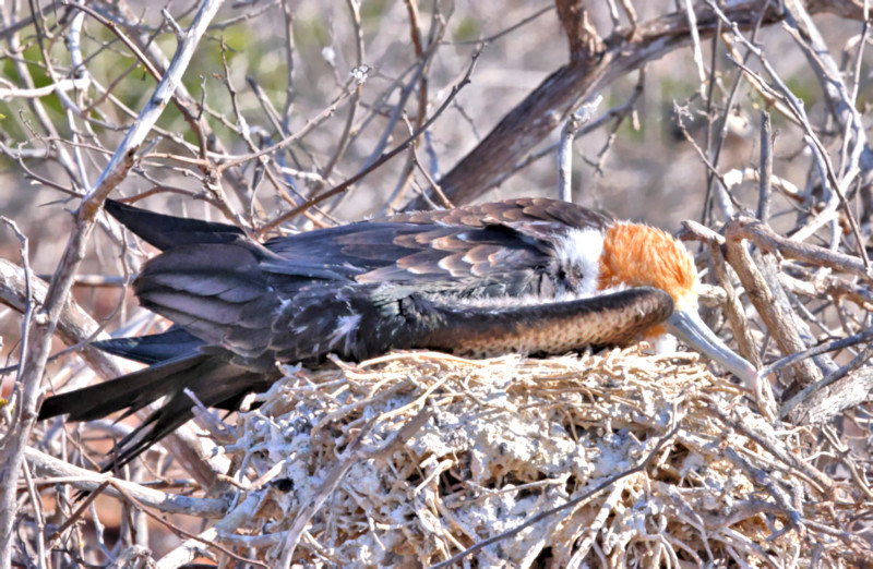 Magnificent Frigatebird, North Seymour Island, Galapagos